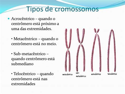 Tipos De Cromossomos