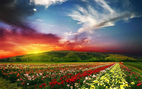 2560x1600 Sunset Field Flowers Landscape Wallpaper