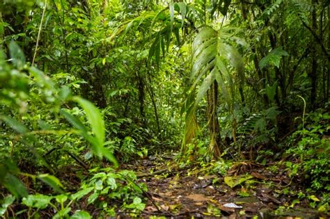 Vue De La Forêt Tropicale Luxuriante Verte Au Costa Rica Photo Gratuite