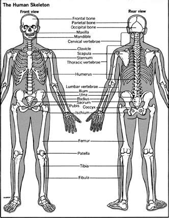 Human body blank anatomy illustrations & vectors. Pin on School