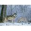 Seven Dog Winter Idaho Wolves Deserve Conversation Not Eradication