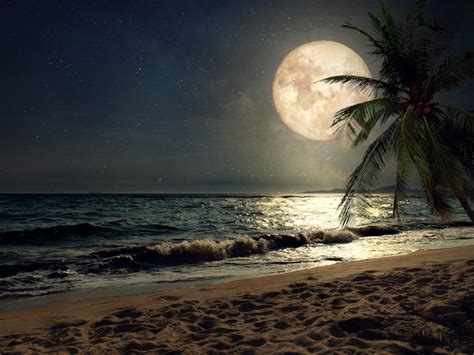 Wallpaper Beach Sand Nights Moon Palm Tree Nature Desktop