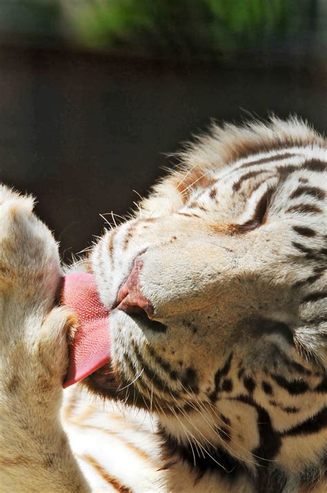 White Tiger Licking Her Paw Female White Tiger Enjoying So Flickr