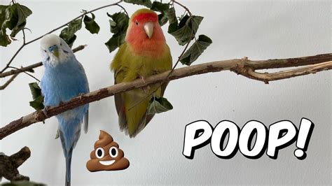 How To Deal With The Birds Poop Outside The Cage