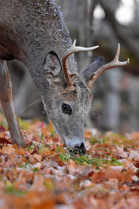 White Tailed Deer Seasonal Food Preferences