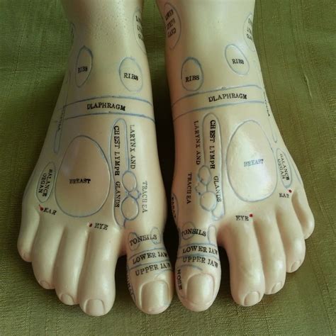 Foot Reflexology Chart Planter Dorsal Medial Lateral Map Artofit