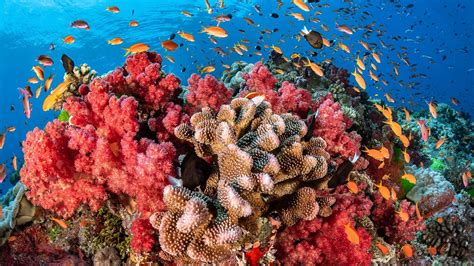 Científicos Informan El Hallazgo De Un Arrecife De Coral De 500 Metros