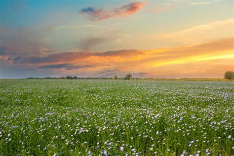 Blooming Blue Flax In A Farm Field And Beautiful Sunset Stock Photo