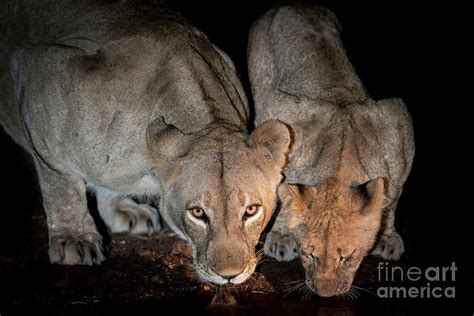 Lioness And Cub Drinking At Night Photograph By Tony Camachoscience