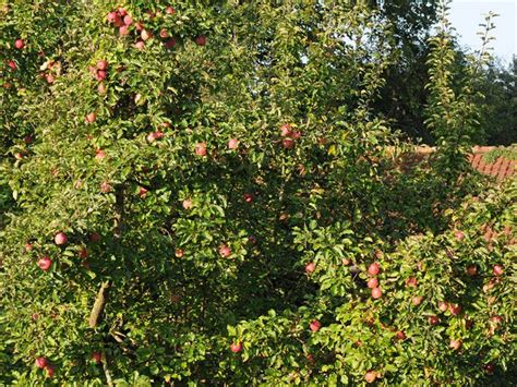 Javascript ist in ihrem browser deaktiviert! 12 Obstbäume Für Garten - Garten Gestaltung ...