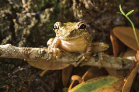 Tadpoles Gut Microbiome Can Predict A Frogs Health