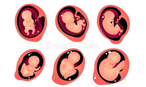 Fasi Di Sviluppo Degli Embrioni Nellillustrazione Dei Vettori Dell