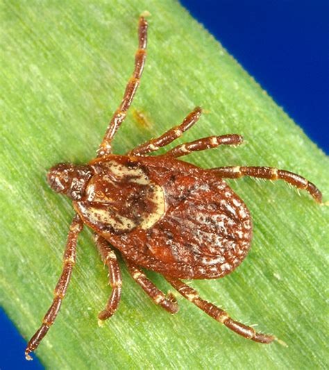The first tick will be less than or equal to min, and the last tick. True or False? Ticks can jump.