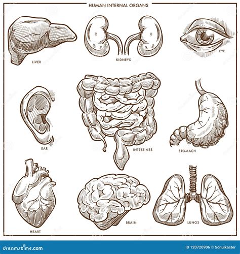 Human Internal Organs Vector Sketch Stock Vector Illustration Of