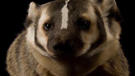American Badger Facts And Photos