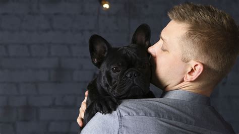 With years of experience creating arrangements to express your sympathy to family, friends or. French bulldog breeders near me - BEST BODYGUARD