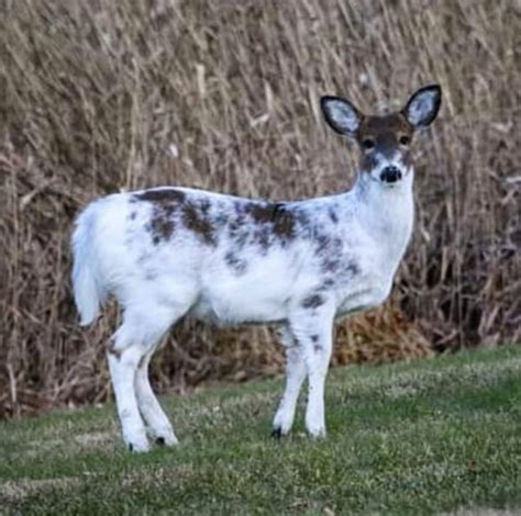 Amazing Piebald Deer Pics You Wont Believe N1 Outdoors