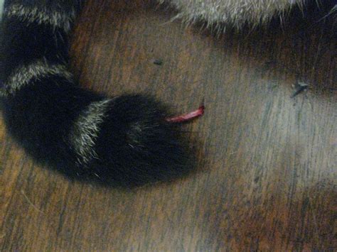 My Cat Appears To Have About 2 Inches Of The End Of His Tail Not