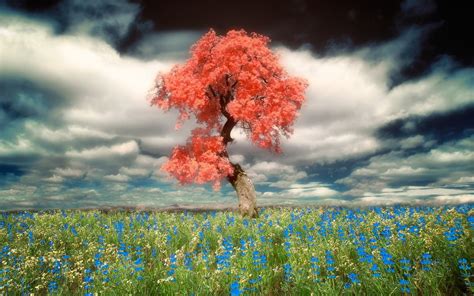 Tree In Flower Field