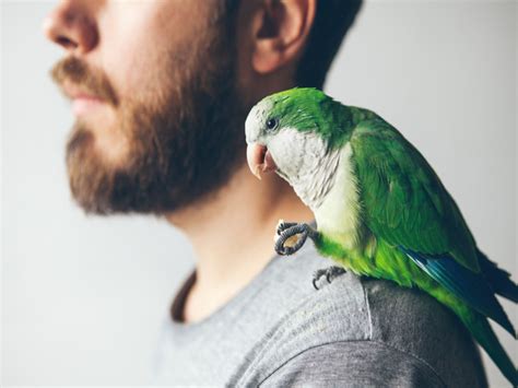 9 Healthy Bird Treats That Your Bird Will Go Nuts Over