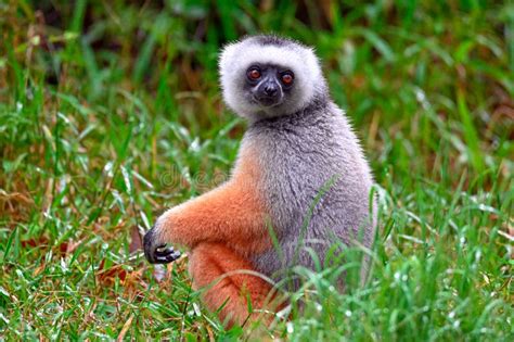 Diademed Sifaka Lemur Propithecus Diadema â€ Portrait Madagascar
