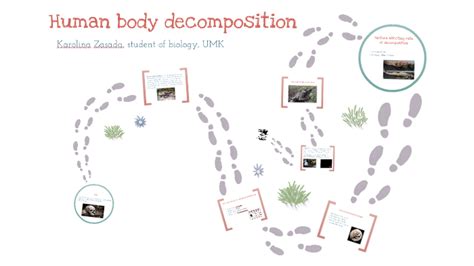 Human Body Decomposition By Karolina Zasada
