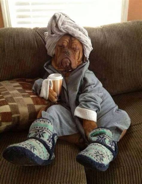 Dog Sitting On Couch With Cup And Towel Wrapped Around Head And Slippers