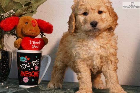 We expect these puppies to have near perfect coloring and are excited for this litter! Popcorn: Bernedoodle puppy for sale near South Bend ...