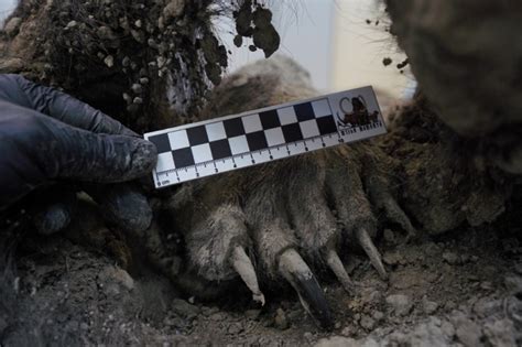 Ursa Pré Histórica Mumificada No Gelo Da Sibéria Não é O Que Se