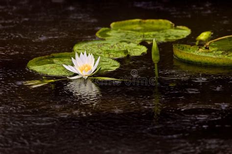 Water Lily Pads And Flower Stock Image Image Of Natural 4879099