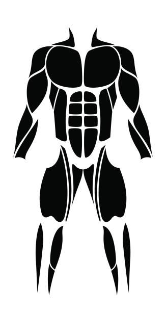 Best Abs Illustrations Royalty Free Vector Graphics And Clip Art Istock