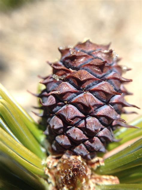 A Pine Cone On The Tip Of A Tree