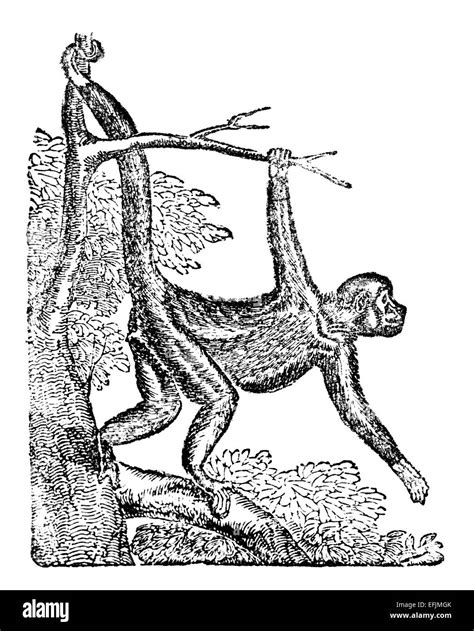 Victorian Engraving Of A Spider Monkey Digitally Restored Image From A