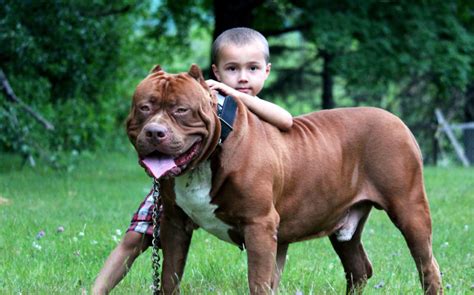 Can Pit Bulls Be Safe With Kids