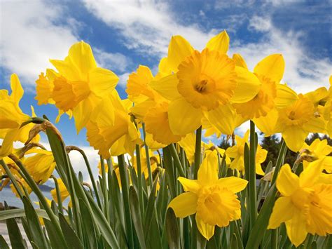 Daffodil Wallpapers Top Free Daffodil Backgrounds Wallpaperaccess