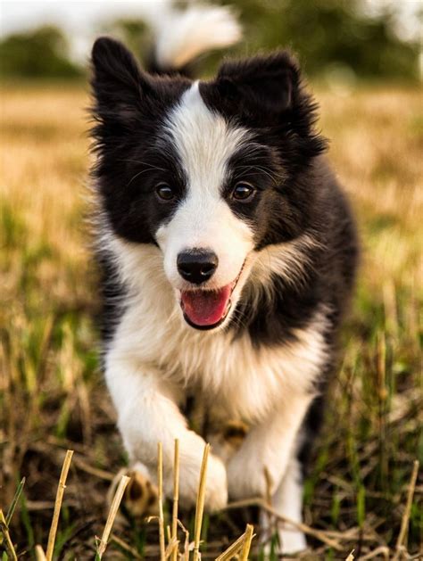 Border Collie Cute Puppies Dogs And Puppies Cute Dogs Cute Borders