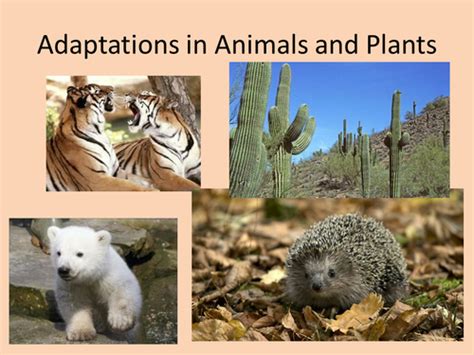 Adaptations In Animals And Plants Teaching Resources