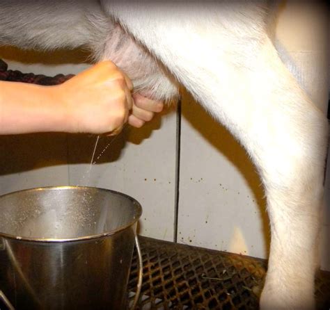 How To Milk A Goat Roysfarm