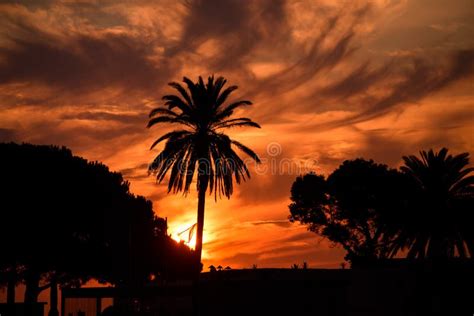 Palm Trees Silhouettes On Sunset Background Stock Photo Image Of