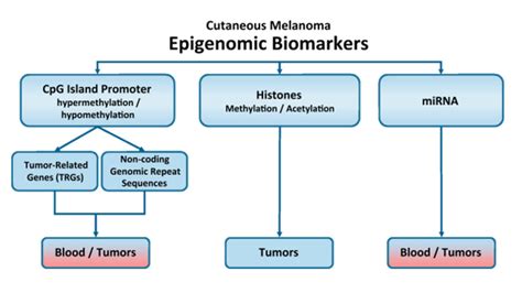 Importance Of Colorectal Cancer Biomarkers In Epigenetic Alterations