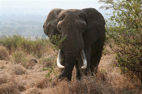 Fileafrican Bull Elephant Tanzania Wikimedia Commons