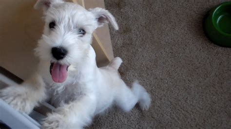 We breed mainly white miniature schnauzers, we have with us the best white in mexico according with the fcm. 12 week old puppy does tricks - Miniature Schnauzer - YouTube