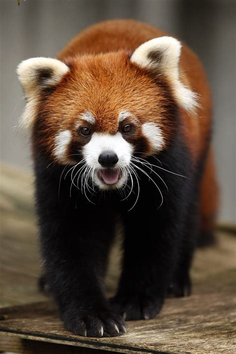 Red Panda Animal Cute Wild Free Photo On Pixabay