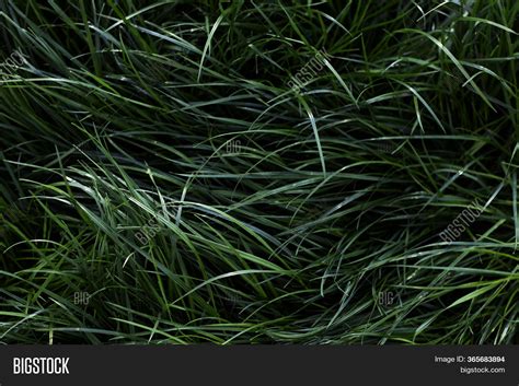 Dark Green Long Grass Image And Photo Free Trial Bigstock