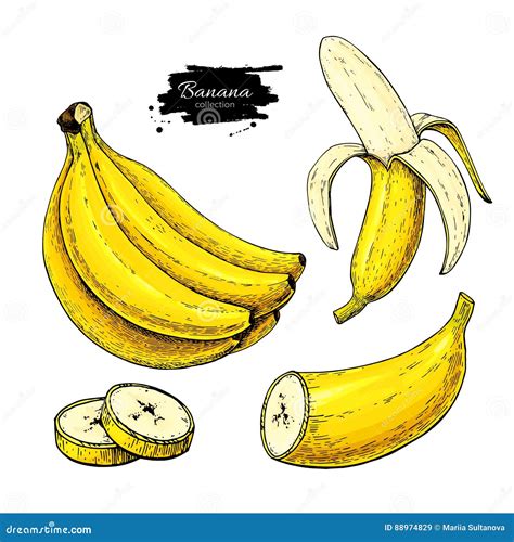 Banana Set Vector Drawing Isolated Hand Drawn Bunch Peel Banana And