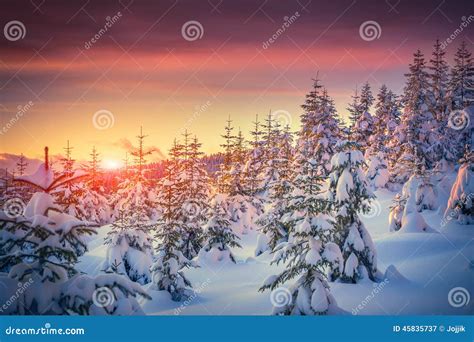 Colorful Landscape At The Winter Sunrise In Mountain Forest Stock Image