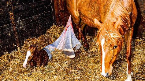 After This Man Helped A Mare Give Birth He Showed The Mom Her Baby For