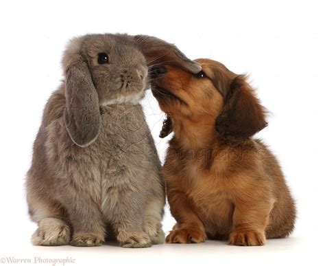 Pets Dachshund Puppy Inspecting Ear Of Grey Lop Bunny Photo Wp48002