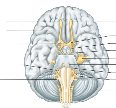 Label The Cranial Nerves In The Ventral View Of The Human Brain Diagram
