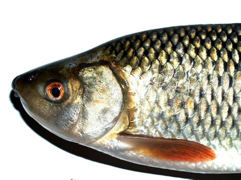 Freshwater Fish Stock Photos Free Stock Photo Public Domain Pictures